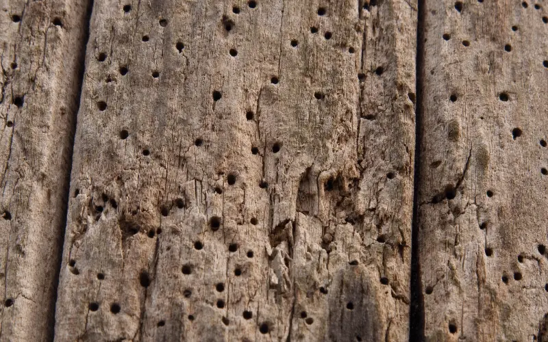 futura_ratgeber_hausbock futura_ratgeber_hausbock