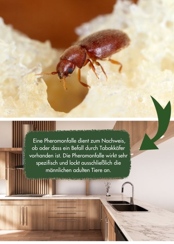 tabakkaefer_pheromonfalle_befall Tabakkäfer Pheromonfalle Befall