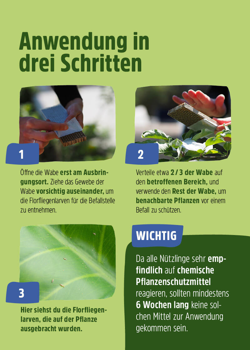 Florfliegenlarven | Nützlinge gegen Blattläuse & Wollläuse Florfliegenlarven | Nützlinge gegen Blattläuse & Wollläuse