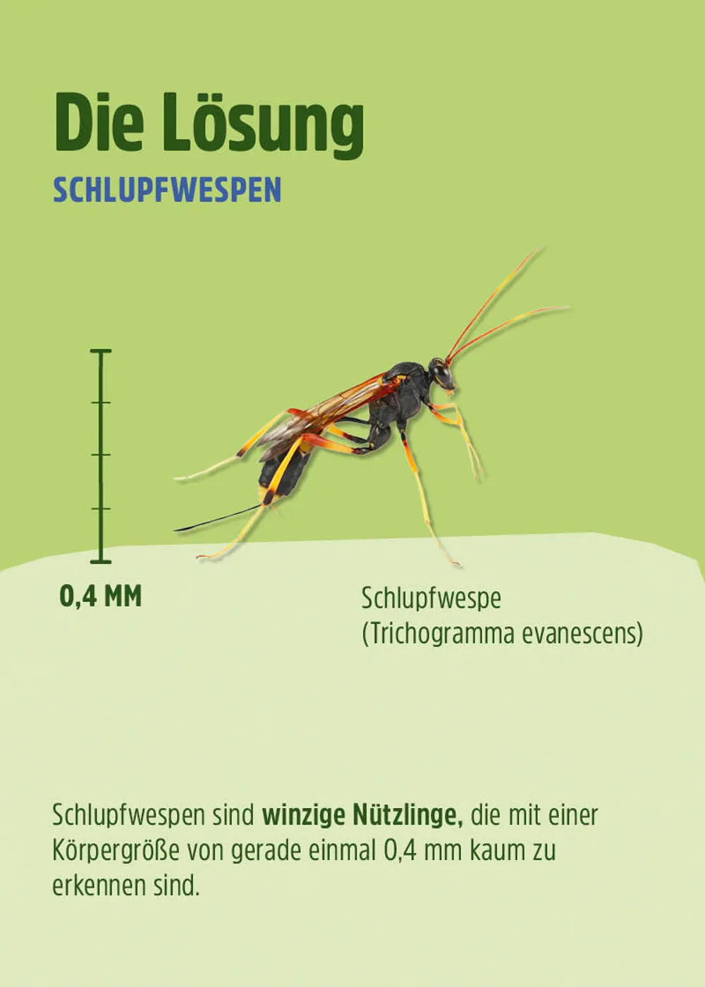 Schlupfwespen – Mittel gegen Wachsmotten Schlupfwespen – Mittel gegen Wachsmotten