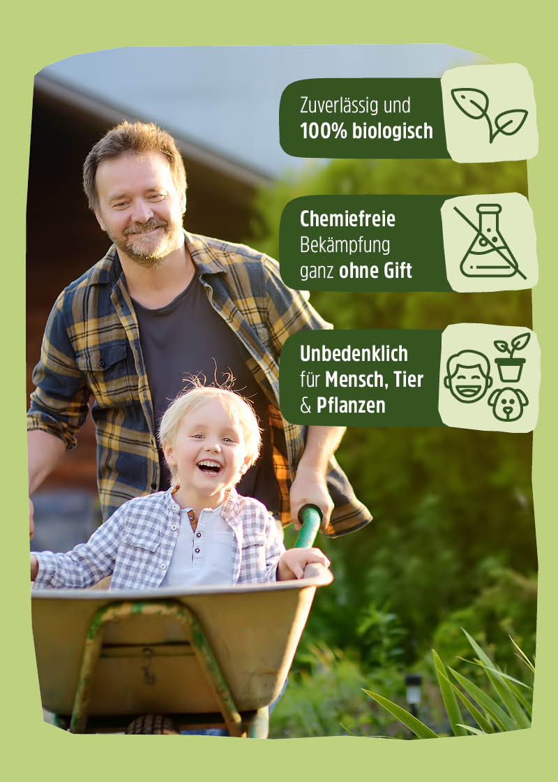 Schlupfwespen "Lagererzwespen" gegen Brotkäfer, Tabakkäfer, Kugelkäfer, Messingkäfer | biologisch Schlupfwespen "Lagererzwespen" gegen Brotkäfer, Tabakkäfer, Kugelkäfer, Messingkäfer | biologisch