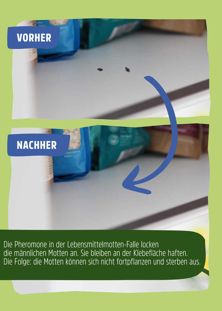 Lebensmittelmotte Pheromonfalle 3 Klebeflächen Lebensmittelmotte Pheromonfalle 3 Klebeflächen