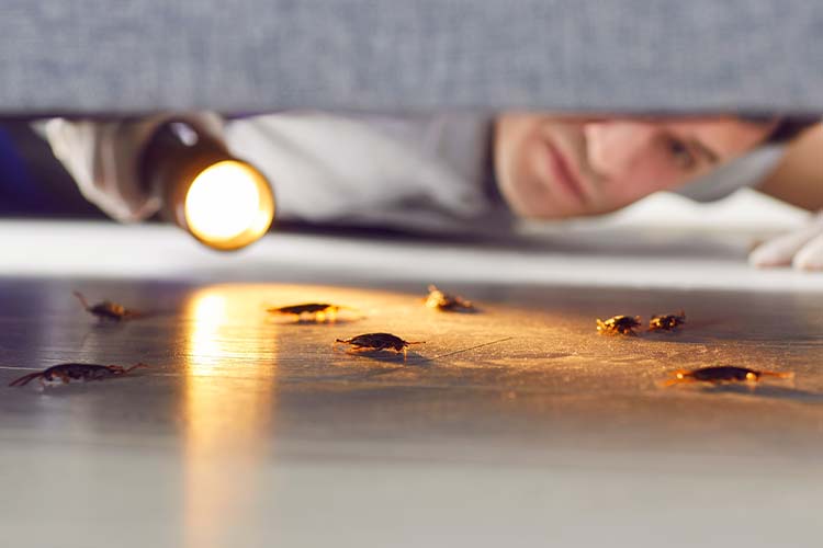 kleine-schwarze-kaefer-in-wohnung kleine-schwarze-kaefer-in-wohnung