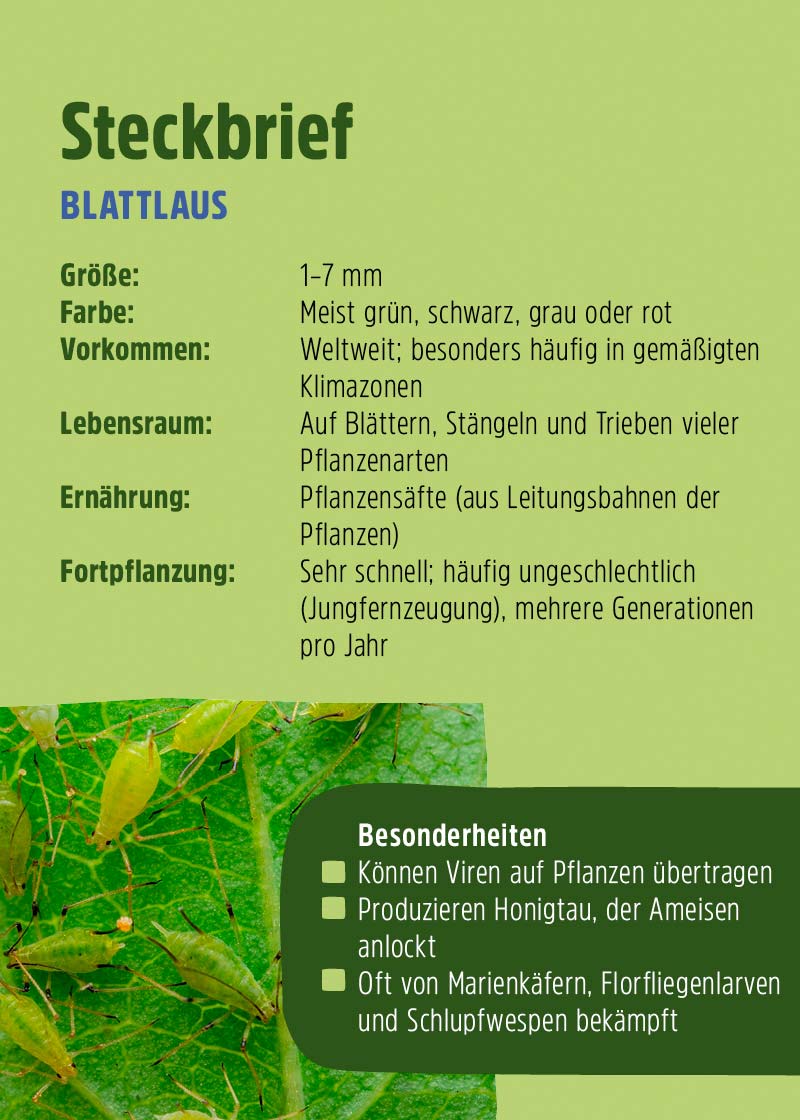 Siebenpunkt-Marienkäfer-Eier gegen Blattläuse Siebenpunkt-Marienkäfer-Eier gegen Blattläuse