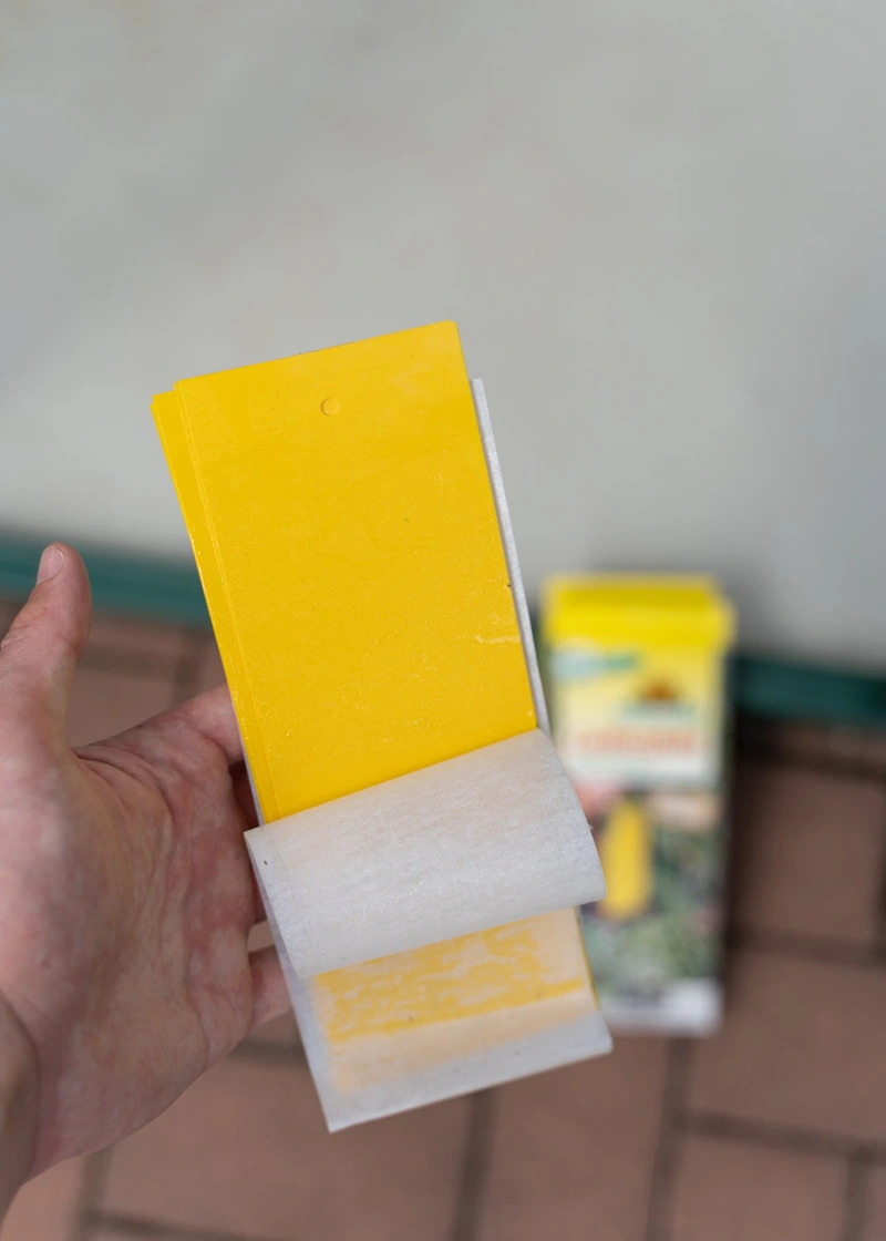 02_DSC06516_Edit6mWH3BQgOHh0M Gelbtafeln (kleinformatig) gegen Fliegen und Trauermücken