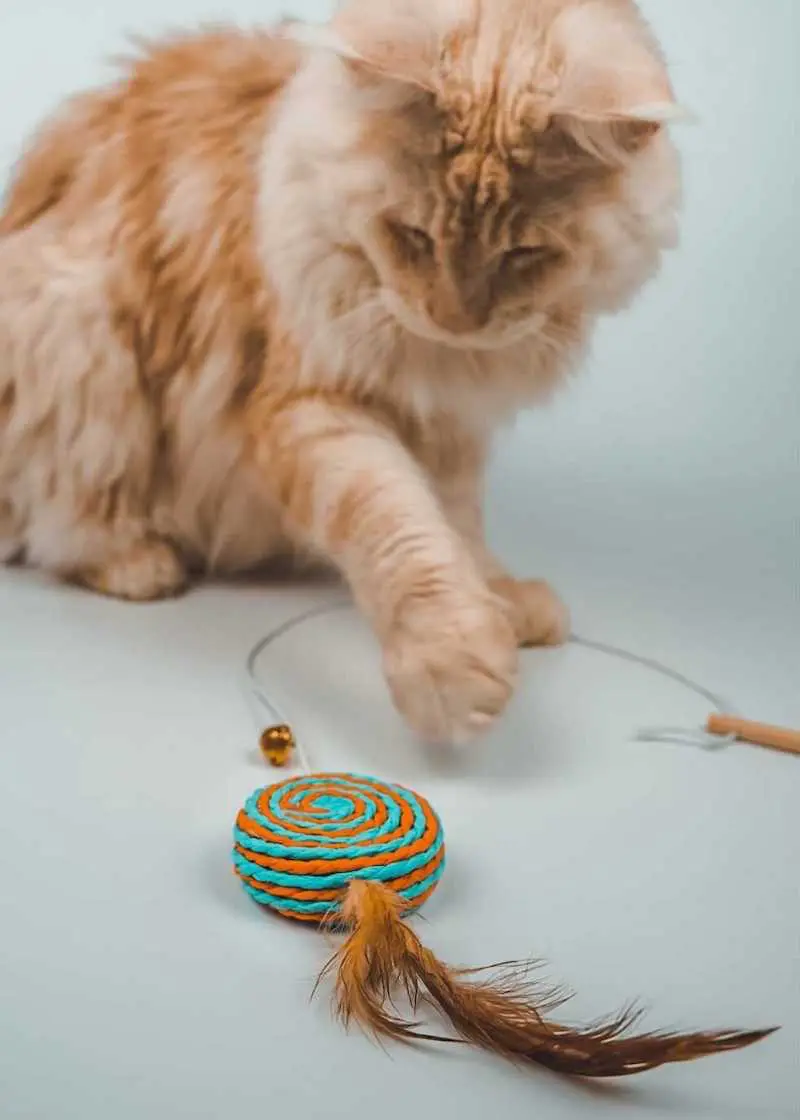 greenhero_katzenangel_anwendung_04 Katzenangel Lolipop