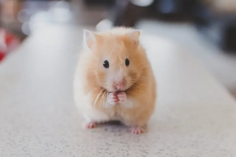 Hamster Ein Ratgeber Fur Die Anschaffung Und Pflege Des Kleinen Nagers Greenhero