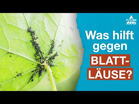 Blattlaus-Frei | Spray gegen Blattläuse, Weiße Fliegen & Spinnmilben