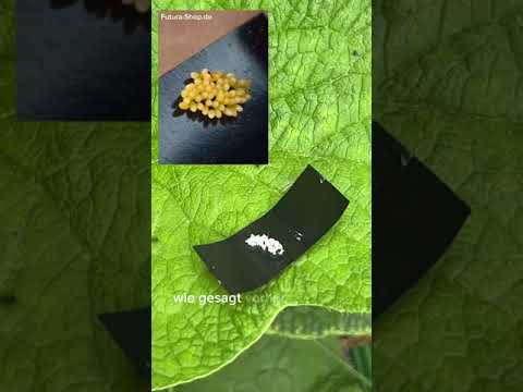 Siebenpunkt-Marienkäfer-Eier gegen Blattläuse