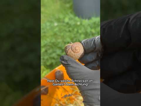 Schneckenfalle | 10 Stück Schneckenfalle | 10 Stück