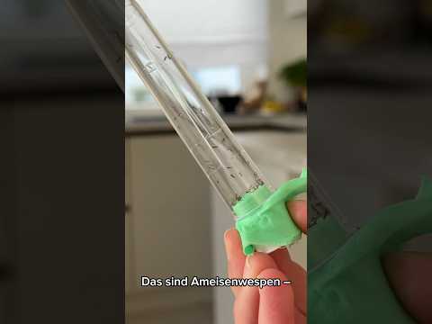 Ameisenwespen | Getreideplattkäfer biologisch bekämpfen Ameisenwespen | Getreideplattkäfer biologisch bekämpfen