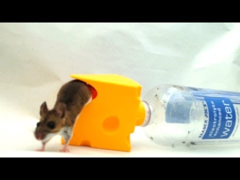 The CheeseTrap | Lebendfalle Maus