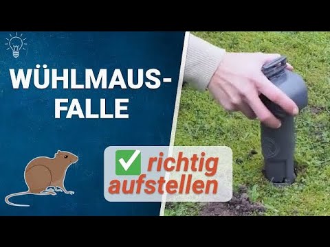 Wühlmausfalle SuperCat zum Fangen von Wühlmäusen