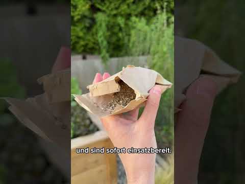 Raubmilben | Nützlinge gegen Spinnmilben