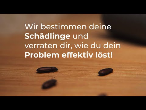 Insektenbestimmung - Welchen Schädling haben Sie zu Hause?