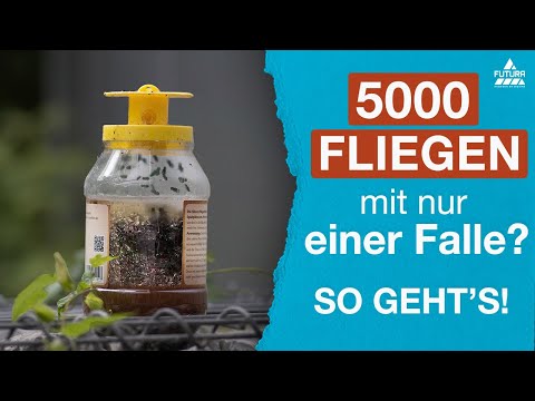 Fly In Fliegenfalle mit Geruch