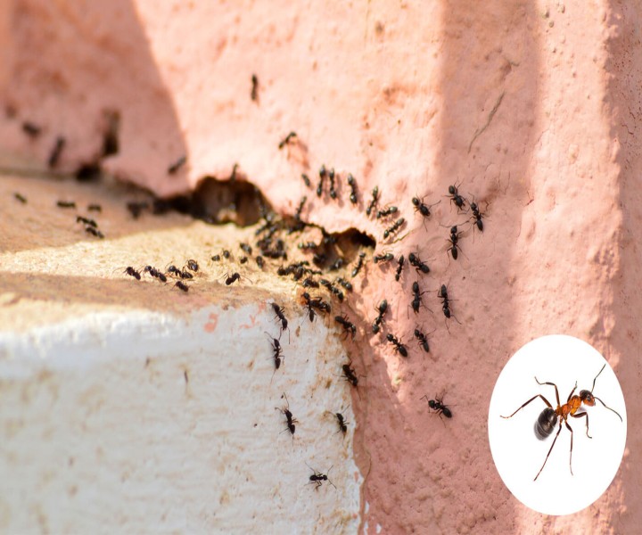 Effektiv Ameisen im Garten bekämpfen